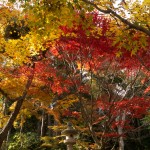 光明寺の紅葉