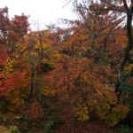 宝筐院 紅葉