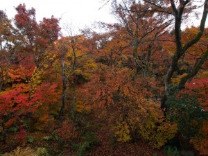 宝筐院 紅葉