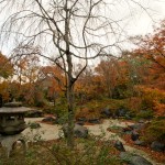 宝筐院 紅葉