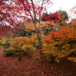 宝筐院 紅葉