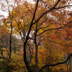 宝筐院 紅葉