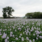 本薬師寺 ほていあおい