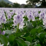 本薬師寺 ほていあおい