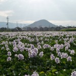 本薬師寺 ほていあおい