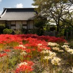 世尊寺の彼岸花