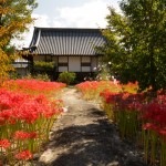 世尊寺の彼岸花