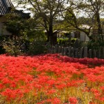 世尊寺の彼岸花