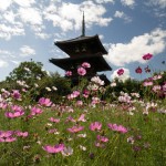 法起寺のコスモス