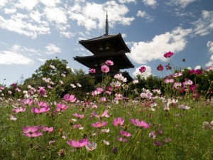 法起寺のコスモス