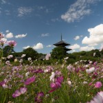 法起寺のコスモス