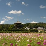 法起寺のコスモス