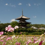 法起寺のコスモス