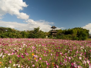 唐古・鍵遺跡