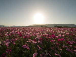 早朝の藤原京