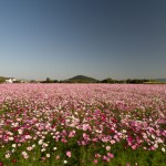 早朝の藤原京