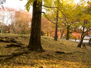 奈良公園