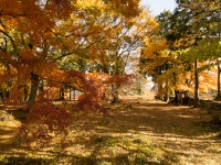 高取城跡の紅葉