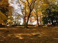 高取城跡の紅葉