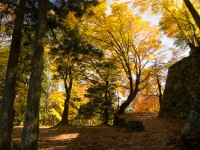 高取城跡の紅葉