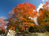 高取城跡の紅葉