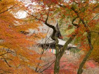 長谷寺の紅葉