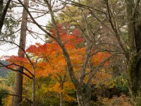 吉野・上千本