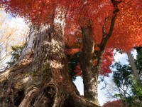 吉野・上千本