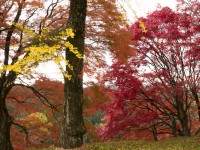 吉野・上千本