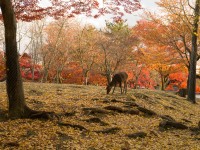 奈良公園