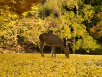 奈良公園