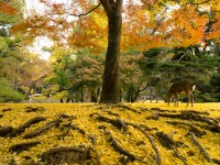 奈良公園