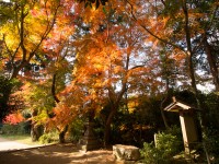 穴師坐兵主神社