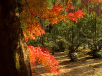 龍安寺