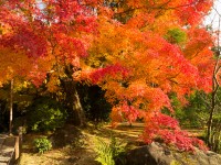 龍安寺