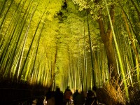 嵐山・竹林の小径